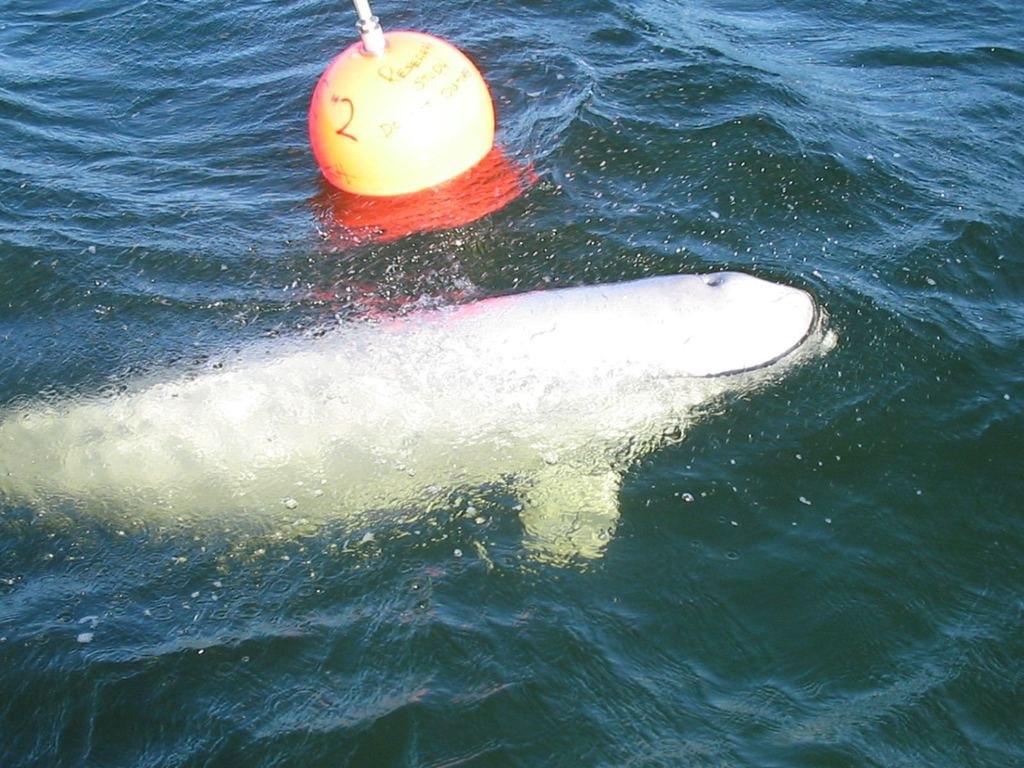Beluga Whale