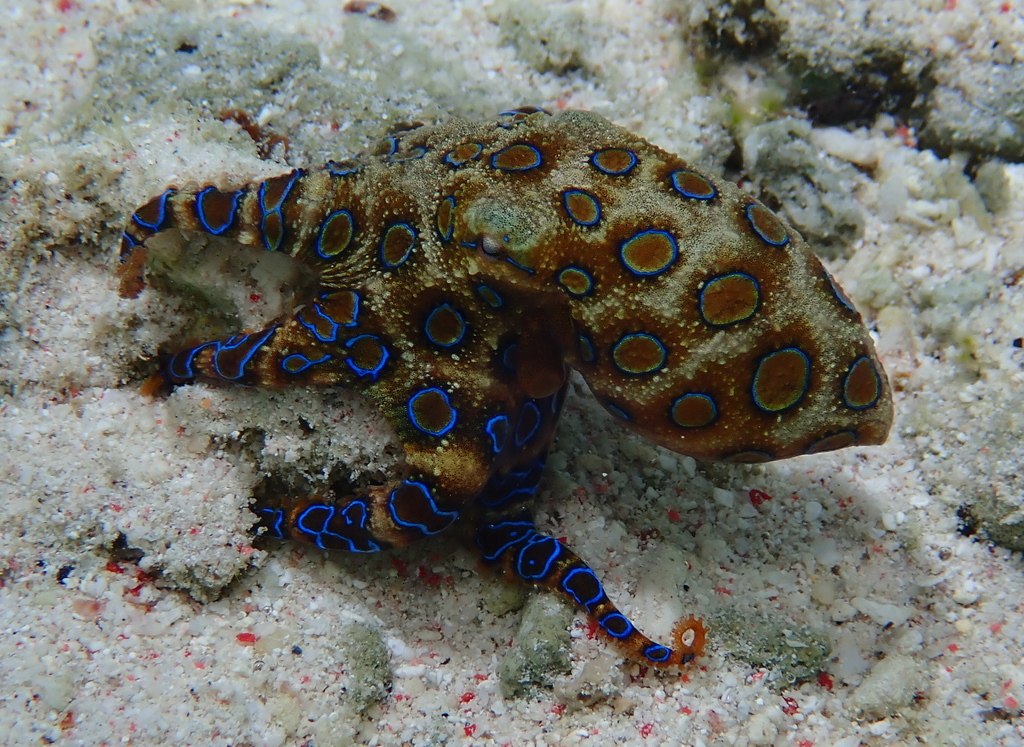 Hapalochlaena lunulata