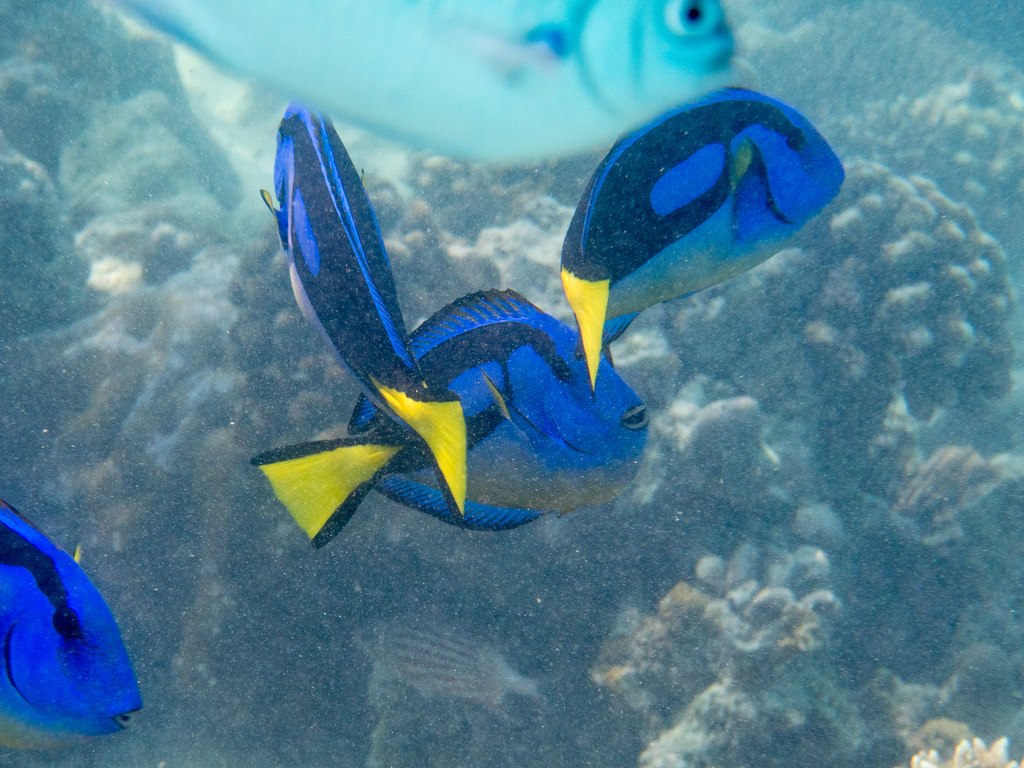 Paracanthurus hepatus