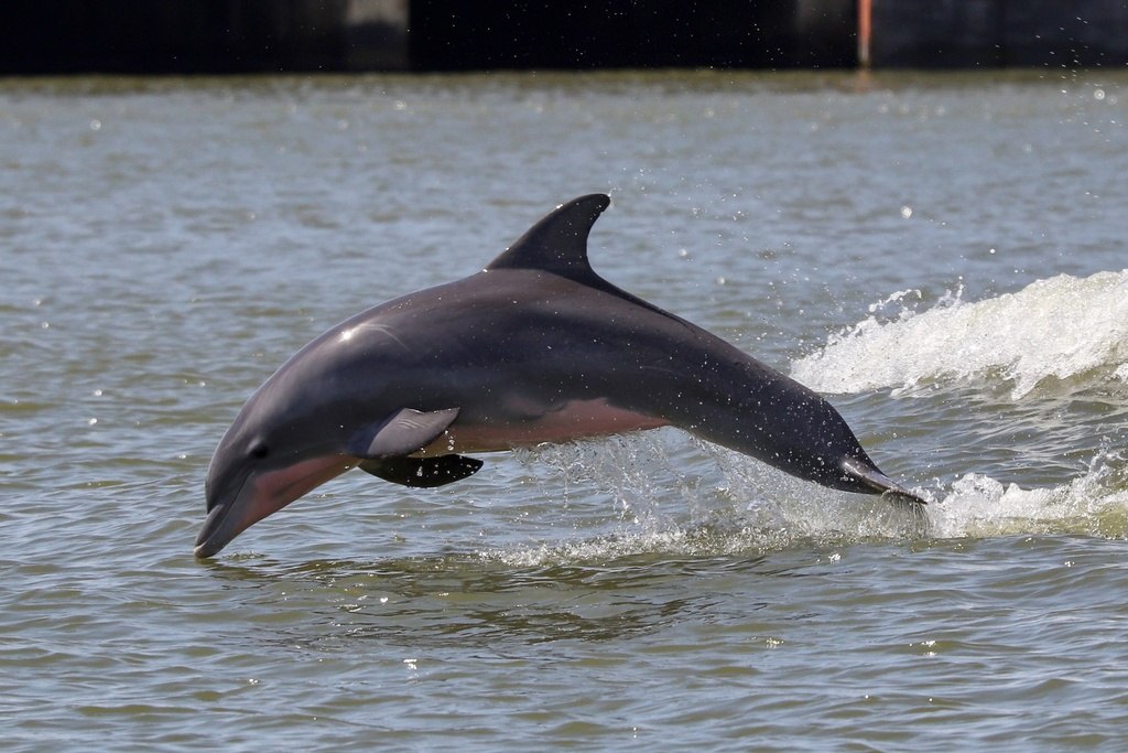 Tursiops truncatus