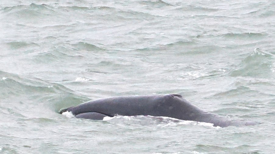 Bowhead Whale