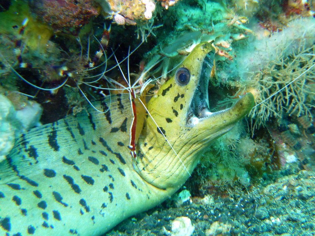 Lysmata amboinensis
