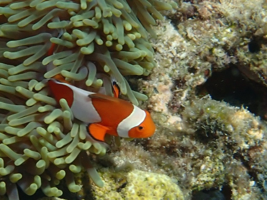 Poisson-clown à trois bandes