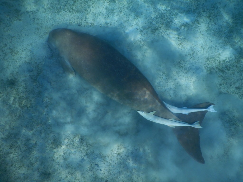Dugong