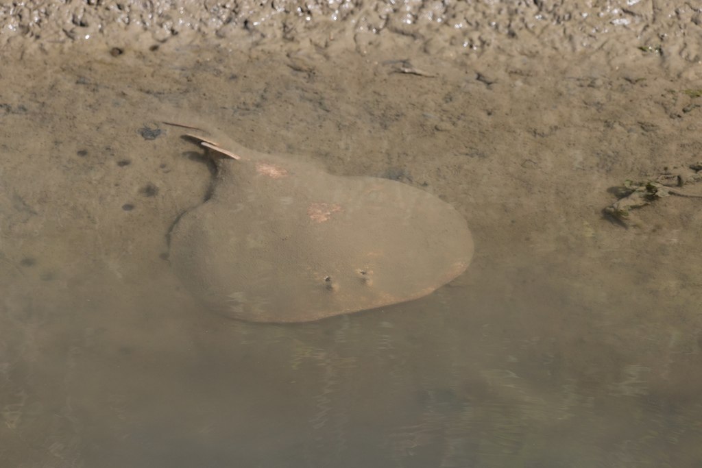 Torpedo marmorata