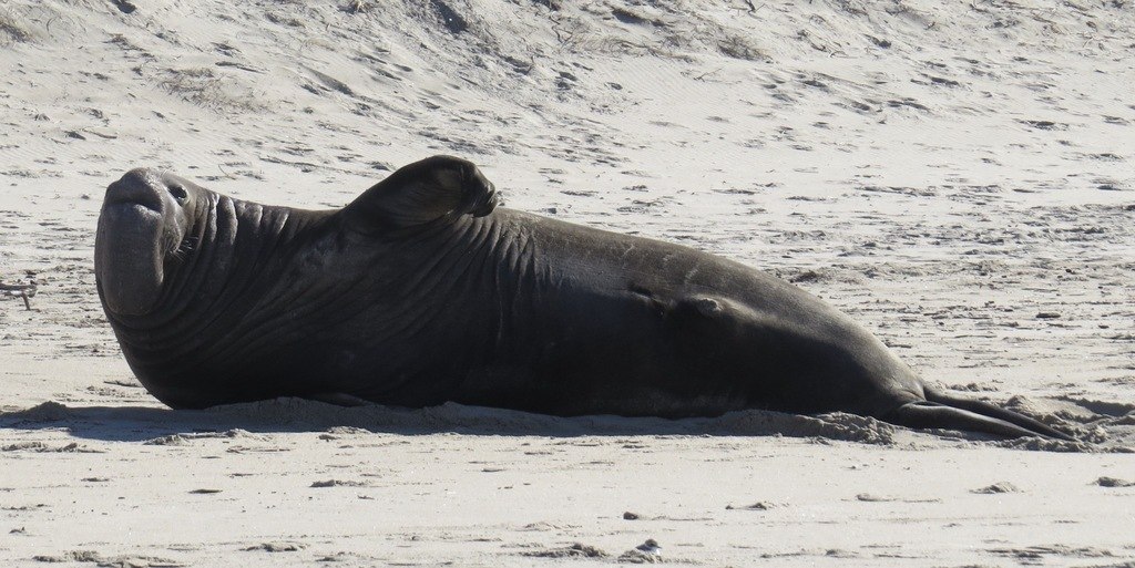 Elefante marino del norte