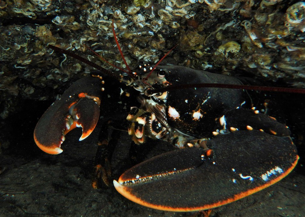 Homard européen