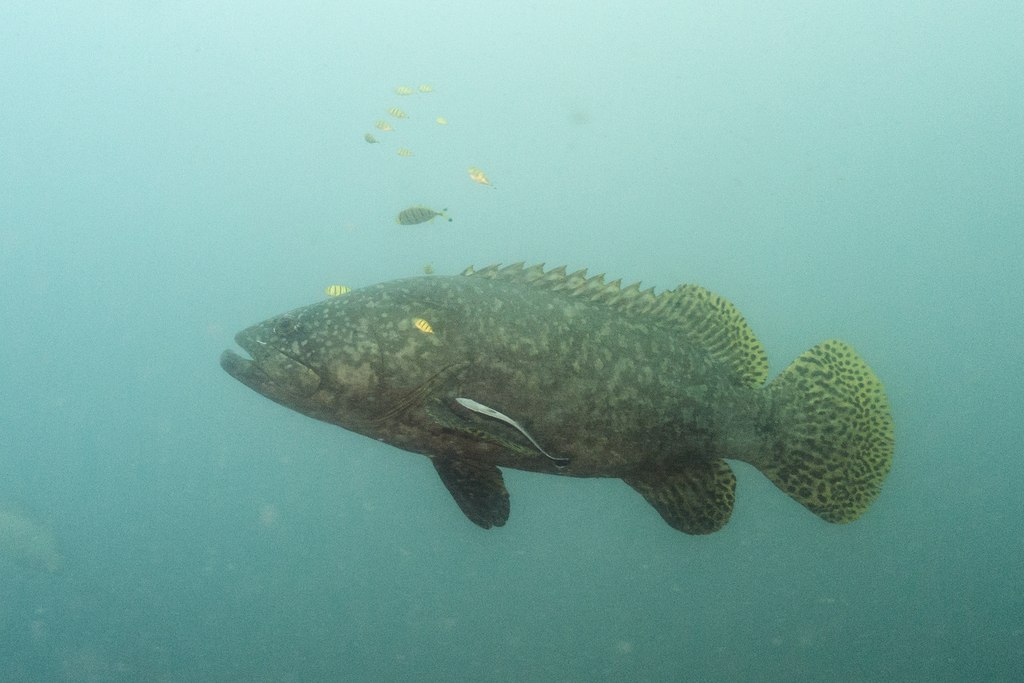 Itajara goliat