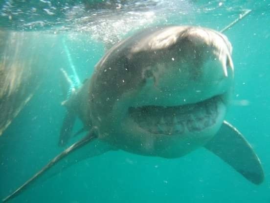 Grand requin blanc