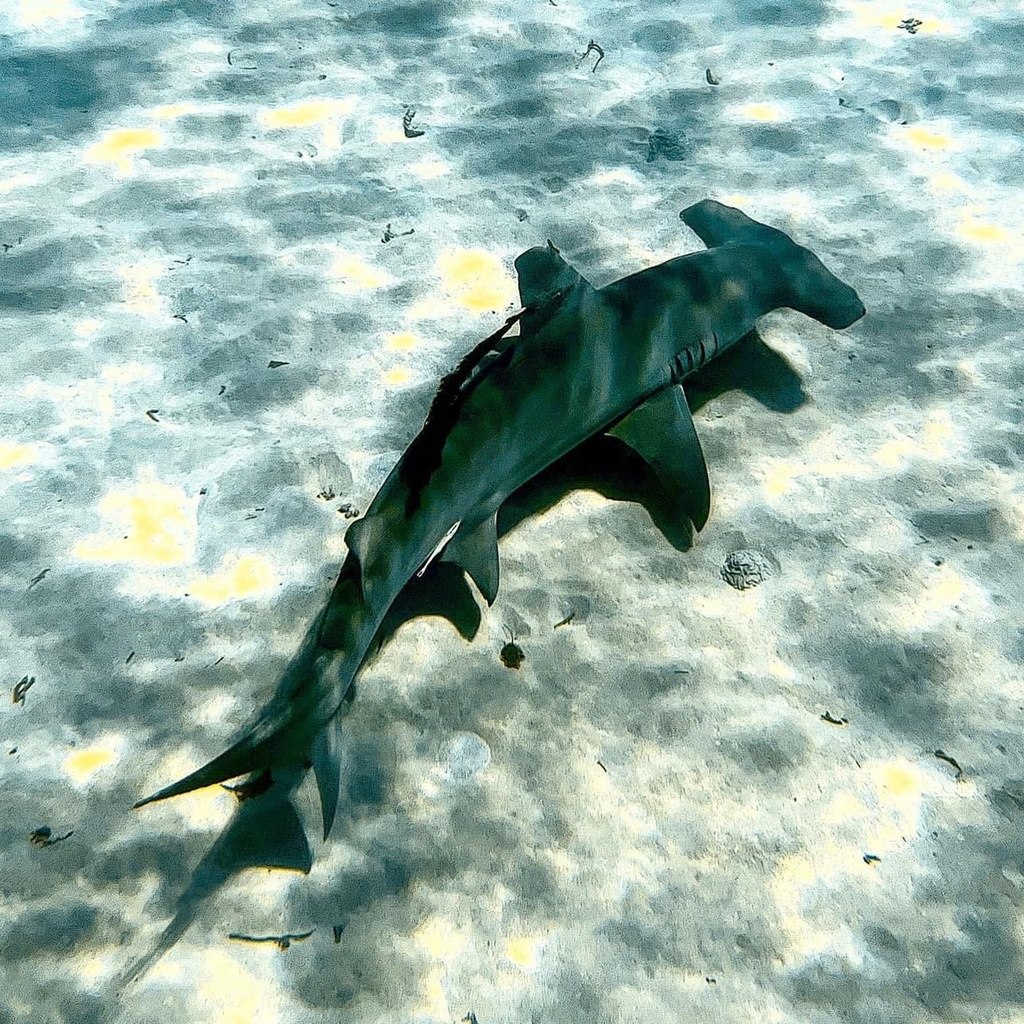 ヒラシュモクザメ