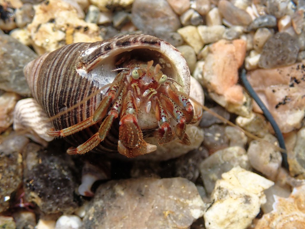 Pagurus bernhardus