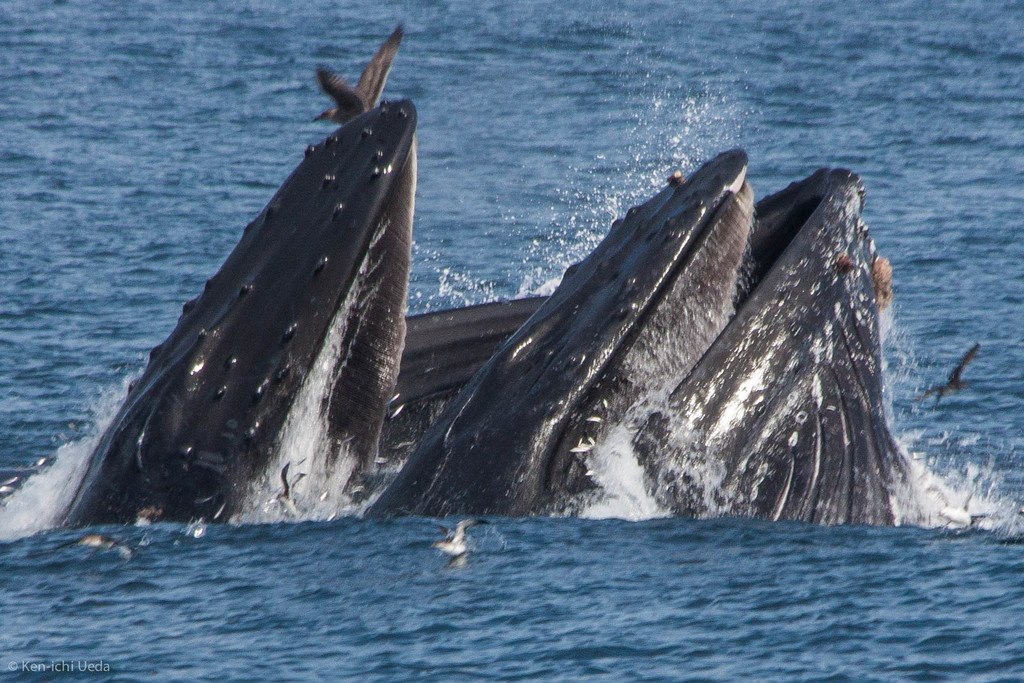 Humpback Whale