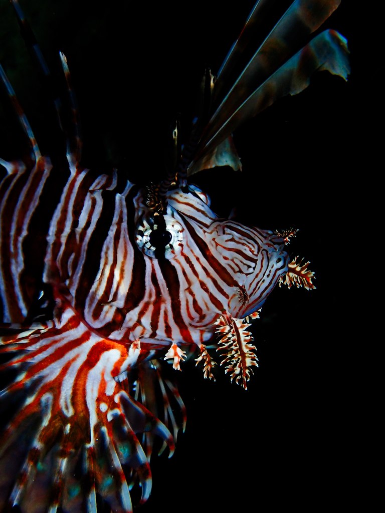 Pterois volitans