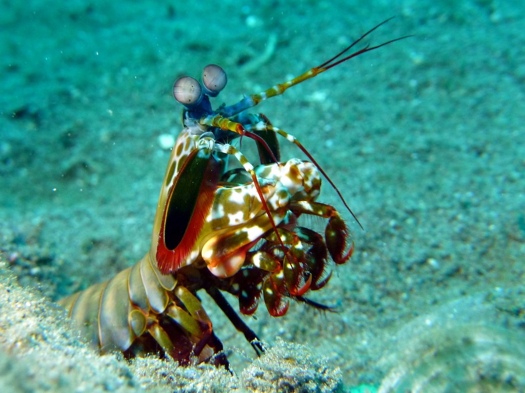 Odontodactylus scyllarus