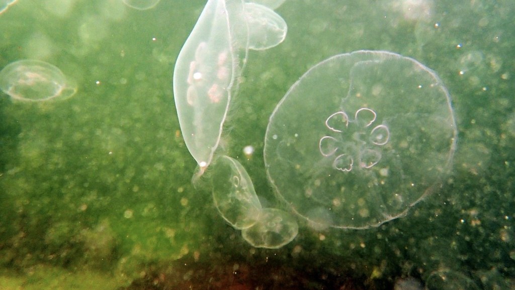 Aurelia aurita