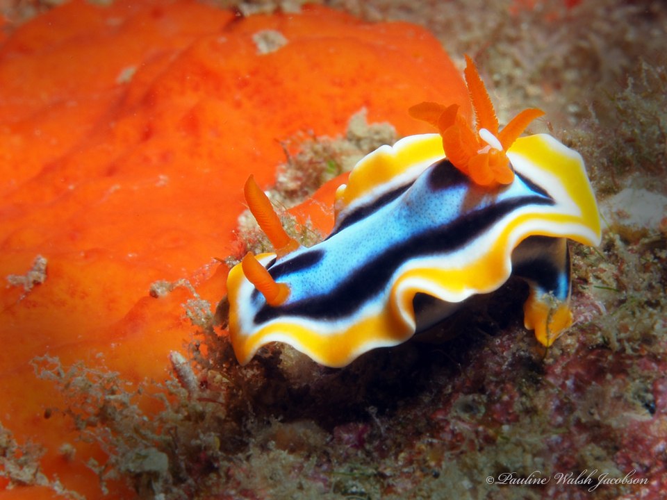 Nudibranch