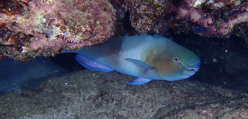 Scarus rubroviolaceus