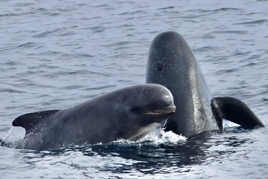 Globicephala melas