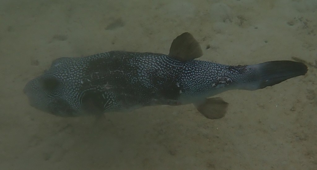 Arothron hispidus