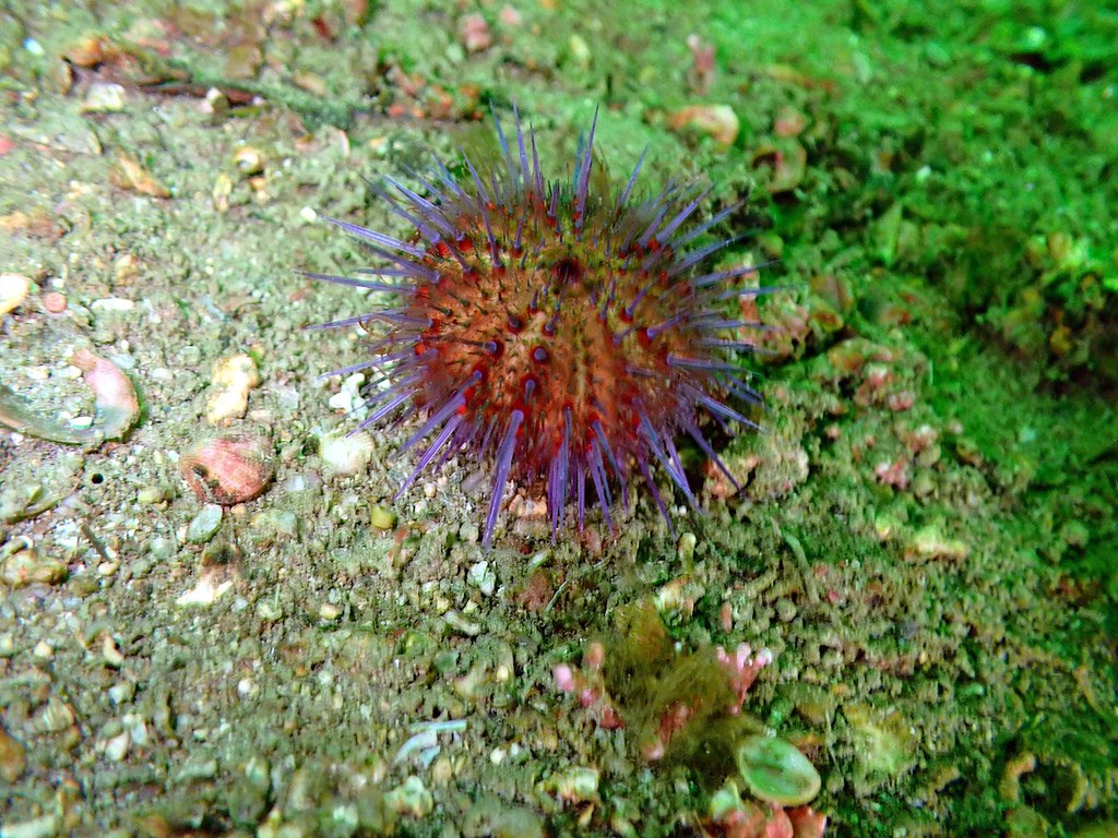 Paracentrotus lividus