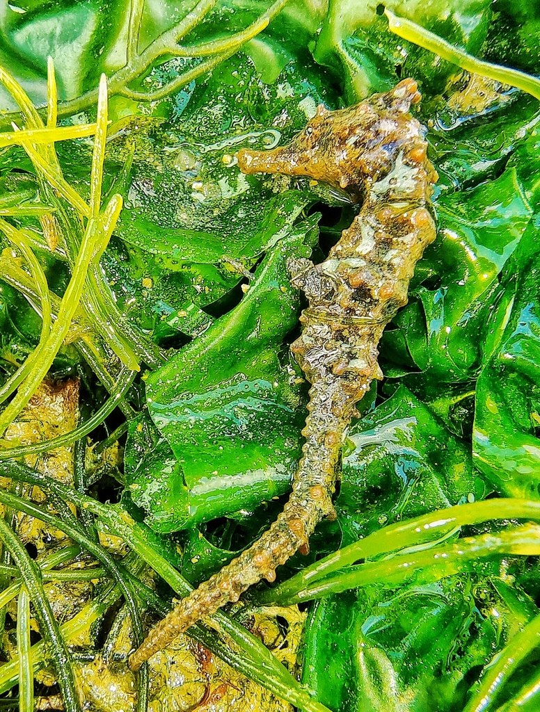 Hippocampus kuda