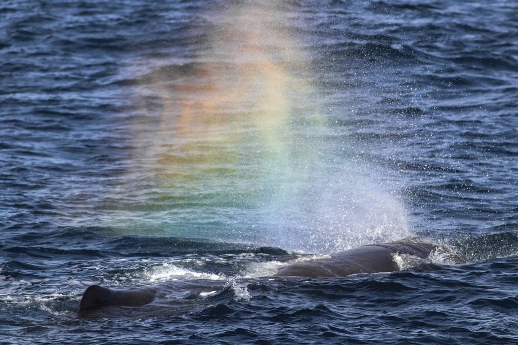 Sperm Whale