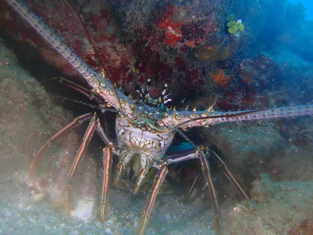 Langouste blanche