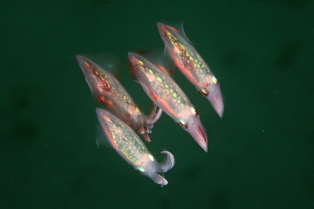 Loligo vulgaris