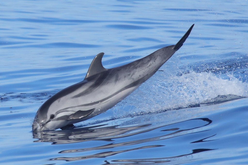 Stenella coeruleoalba