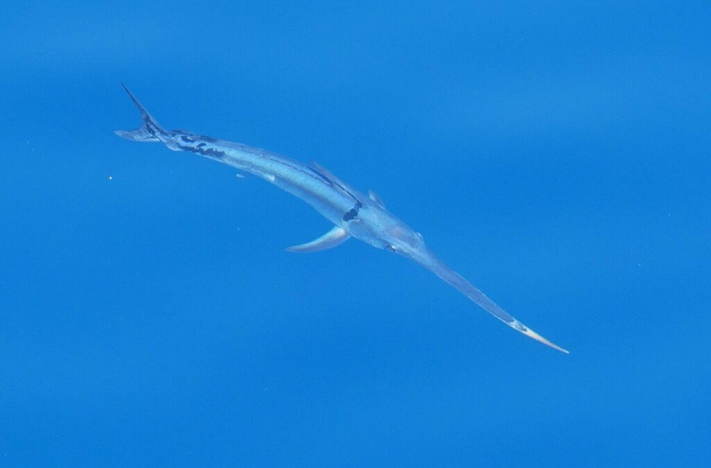 Swordfish