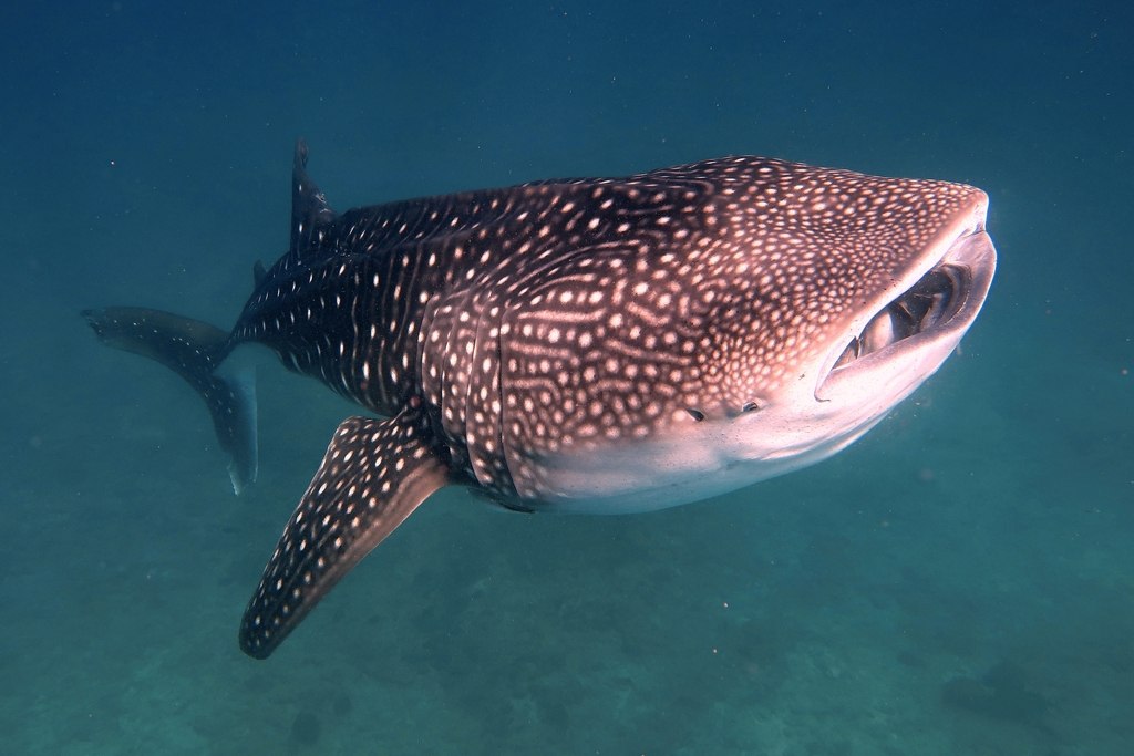 Requin-baleine