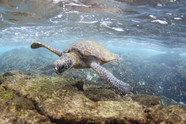 Tortue verte